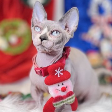 バンビーノ【大阪府・男の子・2025年9月25日・ブルーミンク&ホワイト（ムチムチ羽田）】の写真「短足で体のバランスも良くて非常に甘えん坊ちゃん」