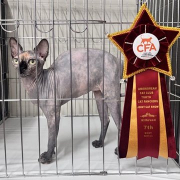 スフィンクス【大阪府・女の子・2025年4月4日・トーティー（シルクのような肌）】の写真「甘えん坊ちゃんでとても人懐こい女の子です。いう事が」