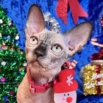 スフィンクス【大阪府・男の子・2025年6月25日・シールミンク（シリコンの様な肌）】の写真「シリコンみたいな肌で一回触ったらはなせない」