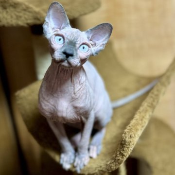 スフィンクス【大阪府・女の子・2023年8月23日・ブルートルティーミンク】の写真「耳が蝶々のように大きくて吸い込まれそうな青空の目」