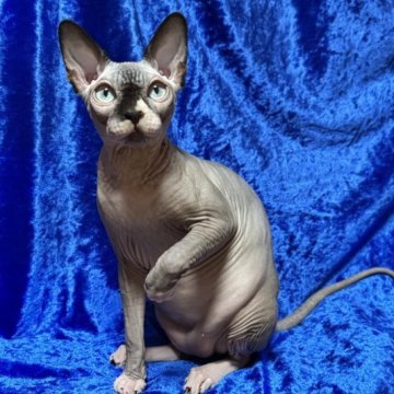 スフィンクス【大阪府・女の子・2025年5月25日・シール ミンク ホワイト（ツルンツルン肌）】の写真「遊び上手でとても可愛いらい女の子」