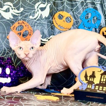スフィンクス【大阪府・男の子・2025年5月25日・レッド ミンク（ツルンツルンの肌）】の写真「非常に甘えん坊ちゃんでとてもスイートの子」