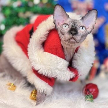 スフィンクス【大阪府・男の子・2025年6月25日・シールミンク（ツルンツルンでシリコンみたいな）】の写真「とても人懐こくて非常に優しい子」