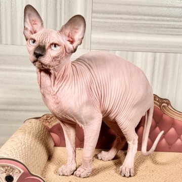スフィンクス【大阪府・男の子・2024年5月1日・ブルー ミンク（シルクの用肌）】の写真「柔らかい肌でシワが多くてしっかりした体の男の子です」