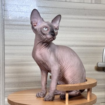 スフィンクス【大阪府・男の子・2025年6月25日・シールミンク（シリコンの様な肌）】の写真「シリコンみたいな肌で一回触ったらはなせない」