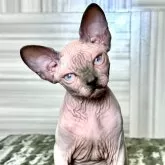 スフィンクス【大阪府・男の子・2024年5月1日・ブルー ミンク】の写真1