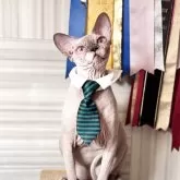 スフィンクス