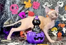 スフィンクス【大阪府・男の子・2025年6月25日・シールミンク】の写真3