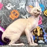 スフィンクス【大阪府・女の子・2025年6月25日・トーティーミンク】の写真3