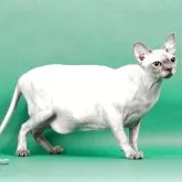 スフィンクス【大阪府・女の子・2024年8月24日・ブルークリーム トルティー】の写真4