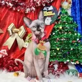 スフィンクス【大阪府・女の子・2025年5月25日・シール ミンク ホワイト】の写真4