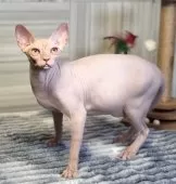 スフィンクス【大阪府・男の子・2024年5月1日・クリーム】の写真4