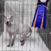 スフィンクス【大阪府・女の子・2025年4月4日・トーティー】の写真6