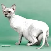 スフィンクス【大阪府・女の子・2024年8月24日・ブルークリーム トルティー】の写真6