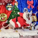 スフィンクス【大阪府・女の子・2025年5月25日・シール ミンク ホワイト】の写真6