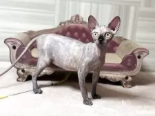 スフィンクス【大阪府・女の子・2025年4月4日・トーティー】の写真7