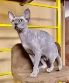 スフィンクス【大阪府・女の子・2024年8月24日・ブルークリーム トルティー】の写真9