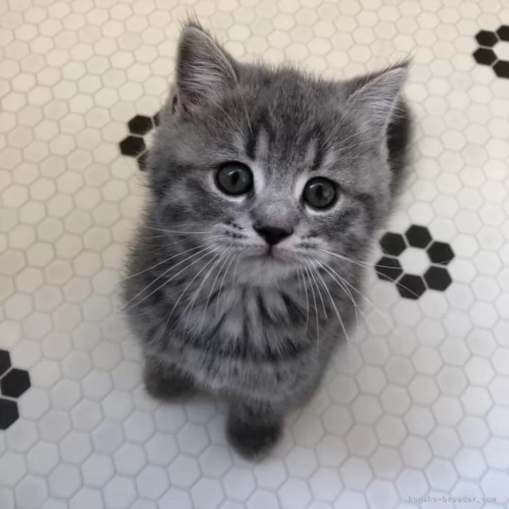 ID：2410-00510の子猫
