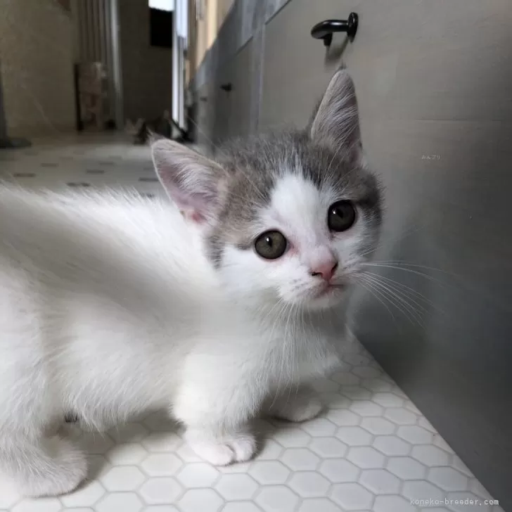 ID：2410-01149の子猫