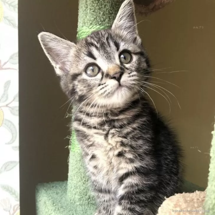 ID：2411-01097の子猫