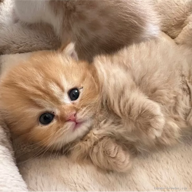 ID:2412-01061の子猫