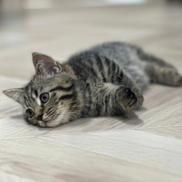 マンチカン(短足)【兵庫県・男の子・2024年8月13日・ブラウンタビー】の写真「ずっとついてきてくれるような人懐っこい子です✨」