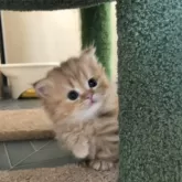 マンチカン(短足)【兵庫県・女の子・2024年11月5日・レッドタビー】の写真2