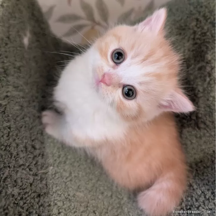 ID：2503-02300の子猫