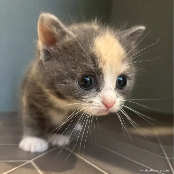 マンチカン(長足)【兵庫県・女の子・2025年8月16日・ダイリュートキャリコ】の写真1