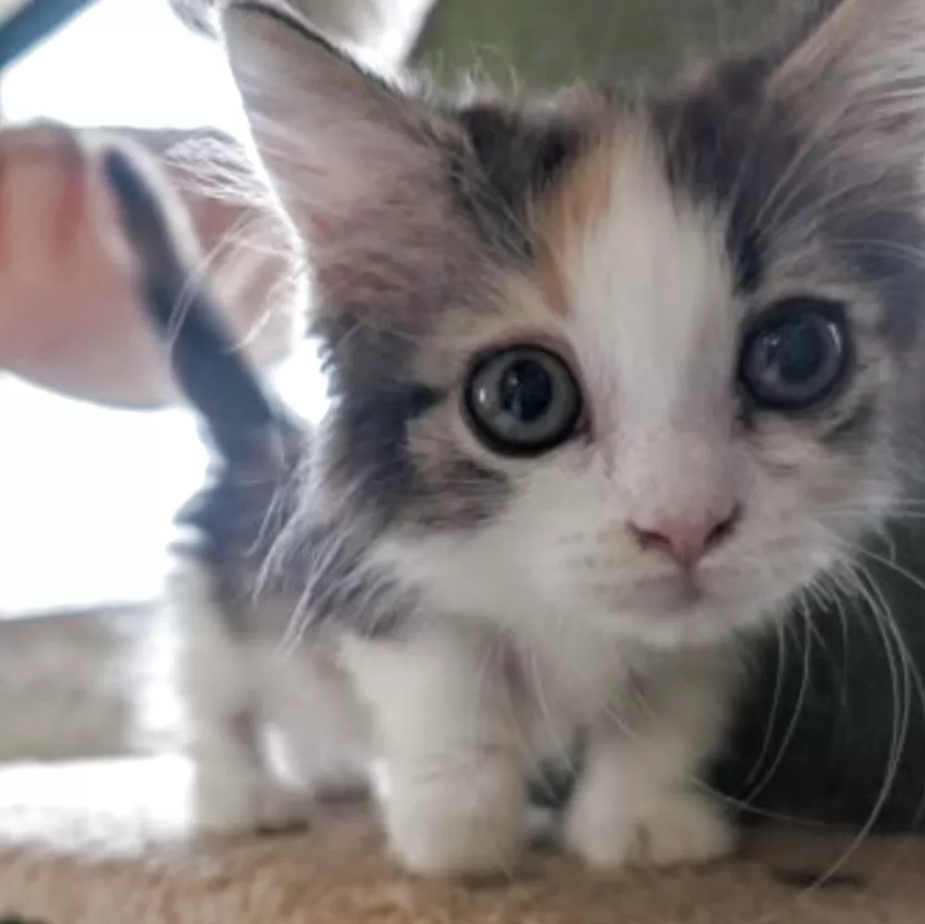 ID：2505-02721の子猫