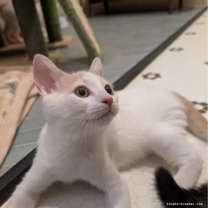 ID：2505-02030の子猫