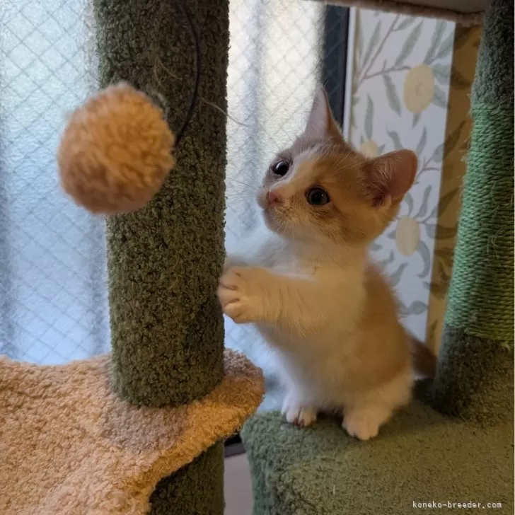 ID:2501-00886の子猫