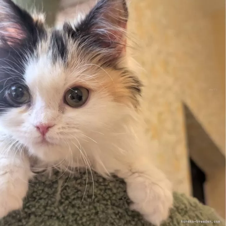 ID:2504-02780の子猫