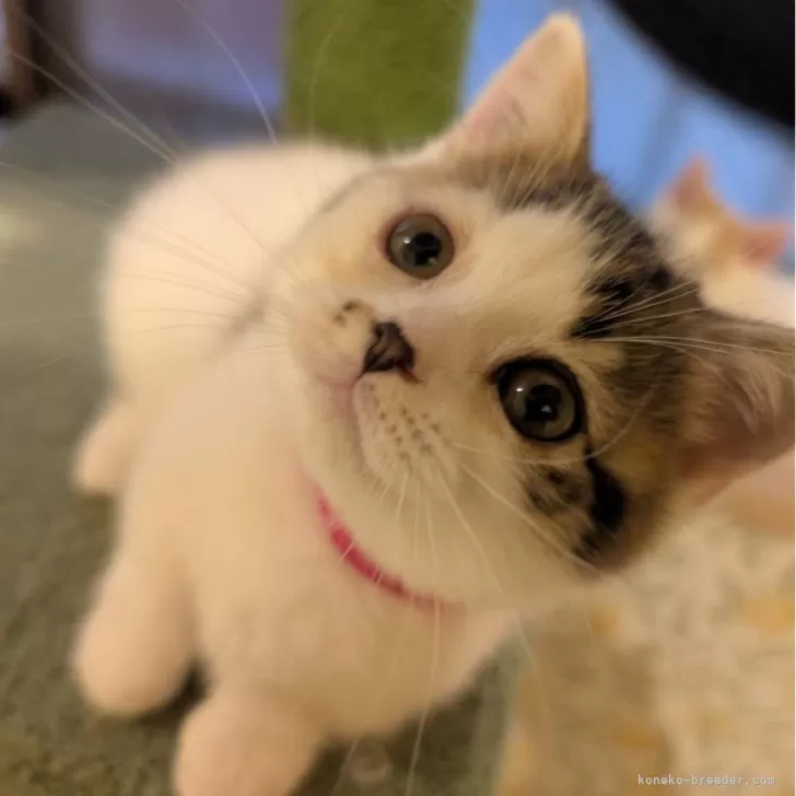 ID：2506-01089の子猫