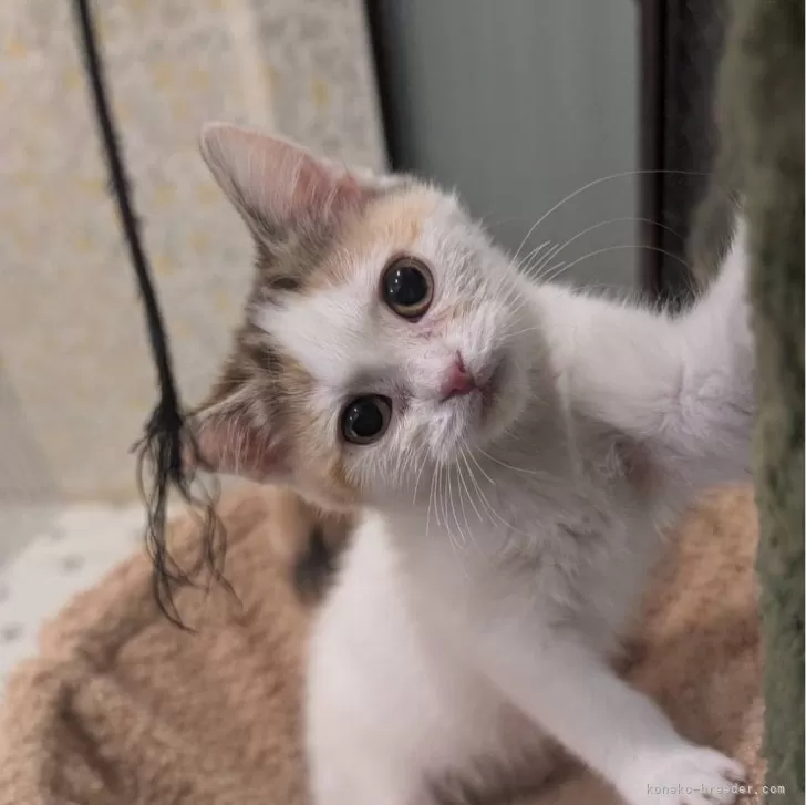 ID:2501-01315の子猫