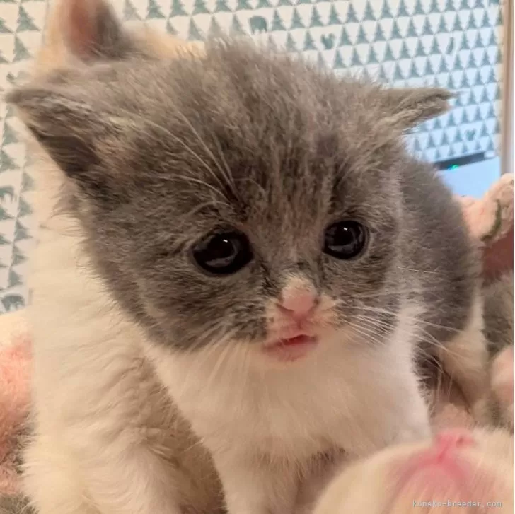 ID：2509-01664の子猫