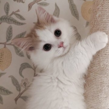 マンチカン(短足)【兵庫県・男の子・2025年8月29日・レッドタビー&ホワイト】の写真「人懐っこく甘えたの可愛い子です✨」