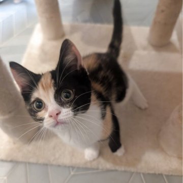 マンチカン(長足)【兵庫県・女の子・2025年7月12日・キャリコ】の写真「左足だけ黒いのがとても可愛いです✨」