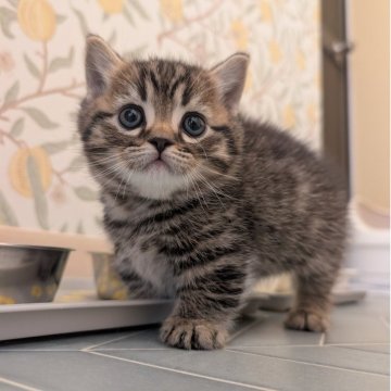 マンチカン(短足)【兵庫県・男の子・2026年1月29日・ブラウンタビー】の写真「くりくりお目々の可愛い子です✨」