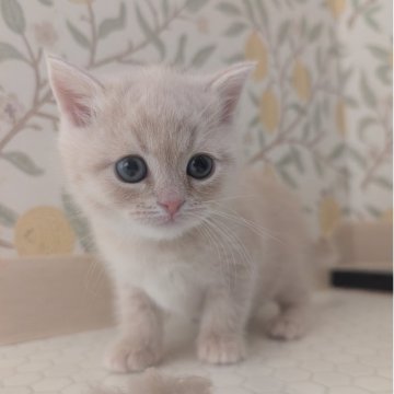 マンチカン(長足)【兵庫県・男の子・2025年10月31日・クリーム&ホワイト】の写真「お目々くりくりの可愛い子です✨」