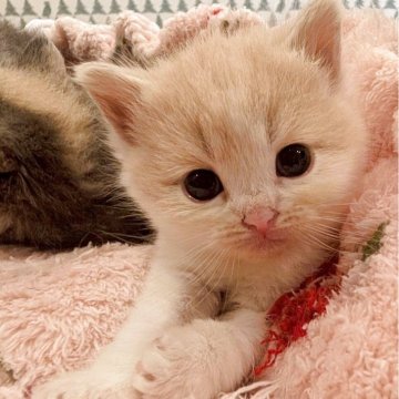 マンチカン(長足)【兵庫県・男の子・2025年8月16日・クリーム&ホワイト】の写真「可愛らしいカラーのクリクリお目々の子です✨」