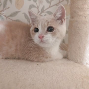 マンチカン(長足)【兵庫県・男の子・2025年8月16日・クリーム&ホワイト】の写真「お目々くりくりの可愛い子です✨」