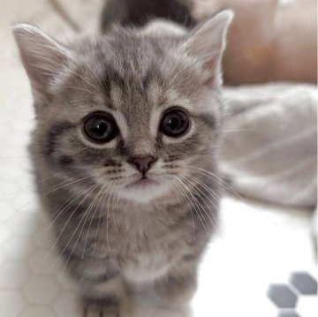 マンチカン(短足)【兵庫県・女の子・2025年9月28日・ブルータビー】の写真「お目々くりくりの可愛い子です✨」