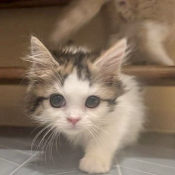 マンチカン(長足)【兵庫県・女の子・2025年8月29日・キャリコ】の写真「アイラインバッチリの可愛い子です✨」