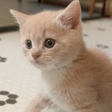 マンチカン(長足)【兵庫県・男の子・2025年9月28日・クリーム】の写真「お目々くりくりの可愛い子です✨」