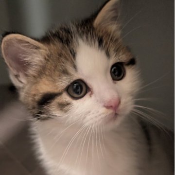 マンチカン(長足)【兵庫県・女の子・2025年9月9日・ブラウンタビー&ホワイト】の写真「お目々くりくりの可愛い子です✨」