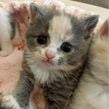 マンチカン(長足)【兵庫県・女の子・2025年8月16日・ダイリュートキャリコ】の写真「可愛らしいカラーのクリクリお目々の子です✨」