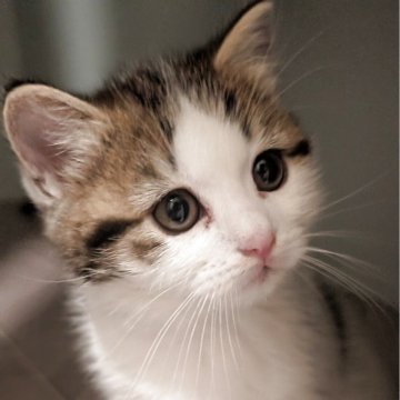 マンチカン(長足)【兵庫県・女の子・2025年9月9日・ブラウンタビー&ホワイト】の写真「お目々くりくりの可愛い子です✨」