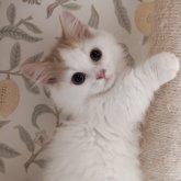 マンチカン(短足)