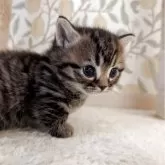 マンチカン(短足)